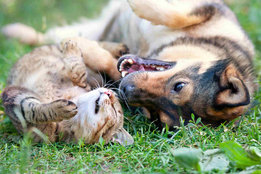 The Wonders of Furry Companions: Boosting Your Mental and Physical Health