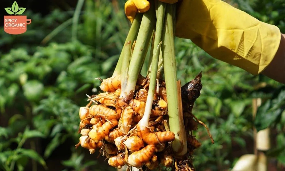 The Power of Turmeric: An Enchanting Elixir to Combat Arthritis